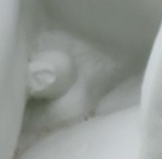 Wrestler's penis, Studley Royal