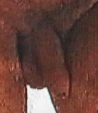 Alexander Skarsg�rd's penis 1